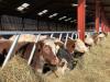 Lower cattle numbers and fertiliser sales drive agri emissions fall