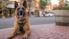 Colorado Springs Police Department’s K9 Kai retires