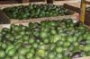 Hass Avocado Exports Soar in a Breakout 2025 for Colombian Agriculture