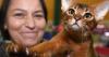 International Cat Show plans October return after 'very successful' first Windsor weekend