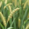 Shandong Agricultural University Scientists Redefine Green Revolution Genes to Enhance Wheat Yield Potential
