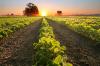 BASF’s Engenia herbicide cleared by EPA, returns as key weapon against resistant weeds