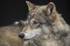 ‘First Time in a Century’: Gray Wolf Spotted in Los Angeles County