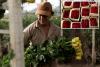 US tariffs threaten major Colombian flower exporter amid Valentine’s Day demand