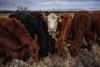 Texas beef herd signals higher prices ahead for producers, consumers