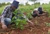 Farming is business, not village punishment