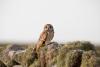 The short-eared owl is a breed apart