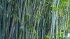 Fiji pushes bamboo for sustainable industries