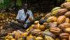 Ghana’s GH¢33 billion cocoa sector debt crisis threatens global chocolate supply chains