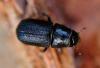 Wildfire mitigation planning begins amid mountain pine beetle outbreak in Front Range forests 