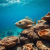 Ancient Fish Ear Stones Show Modern Caribbean Reefs Have Lost Dietary Diversity