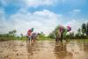 Food bowl states Punjab and Haryana rank third, fourth in agri debt burden