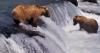 AI system tracks Alaska brown bears without collars or genetic testing