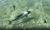 Tourist captures footage of rare 'skunk dolphin' swimming by his boat: 'I saw them approaching me'