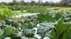 Organic methods yield healthy food at Gamble Creek Farms in Parrish