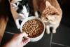 Petshub Shares Expert Guide on Choosing the Right Cat Food