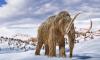 Supposed mammoth bones from Alaska spark scientific debate