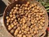 Colombian Indigenous Guardian Preserves Over 130 Native Potato Varieties