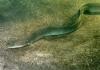First Silver European Eel Recorded in Cyprus’ Waters
