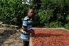 Ghana’s unpaid cocoa farmers are forced to go hungry 12 Feb 2026, 18:07 [SAST]