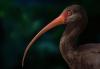 Extinct Hawaiian Ibis Had Unusually Small Eyes and Limited Visual Capacity, Study Says