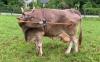 Tool-Using Cow Surprises Scientists