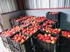 LESOTHO HORTICULTURAL CENTRE SUCCESSFULLY PRODUCES APPLES LOCALLY