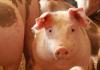 ASF in Spain challenging Pilgrim’s Pride pork business