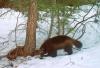 Colorado’s reintroduction of wolverines is based on science, not the ballot box biology that got us wolves (Opinion)
