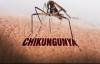 PAHO warns of sustained increase in chikungunya cases