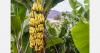 Sipef increases banana output and doubles dividend in Belgium