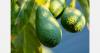 Colombia and Netherlands strengthen avocado trade cooperation