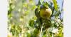 Strong winds harm apple and pear crops in Argentina
