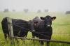 Five In Texas Accused of Fraud In The Cattle Business