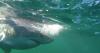 9-foot great white shark migrates to Florida coast for winter