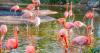 The Florida House says the flamingo should be the official state bird