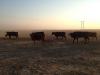 Anthrax Confirmed in Idaho Cattle