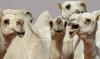 Botox scandal hits camel beauty pageant in Oman