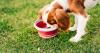 Dog owners warned over bacteria risks in pet food