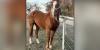 Colorado community raises money to rescue retired police horse from Texas kill pen