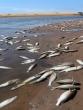 Mass Fish Kill at uMhlali River Forces KwaDukuza Beach Closures as Pollution Investigation Underway