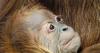 New adorable baby orangutan born in Indiana zoo but she's being hidden from visitors