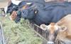 The Kenya Agricultural and Livestock Research Organisation and the National Youth Service have partnered to produce livestock feed.