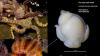 Scientists unveil new genus of parasitic sea snail in the Great African Seaforest