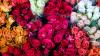 Colombia Boosts Its Valentine’s Flower Exports to the US