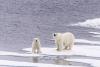 Scientists 'surprised' by findings from new Arctic study on polar bears: 'People don't see it ... people don't care'