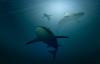 Diver Gets Killed in Suspected Shark Attack Off Western Australia