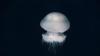 Rare giant phantom jellyfish found near Argentina during early February mission