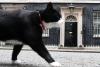 Tributes paid to beloved political cat after death in Bermuda