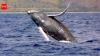 40-ton humpback whales travel 5,000 miles each year performing epic jumps and jaw-dropping shows